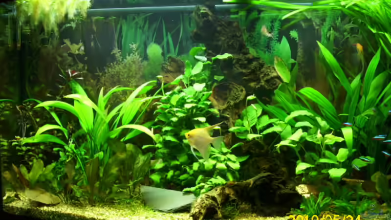 Aquarium Becken 15278 von Spunk (2)