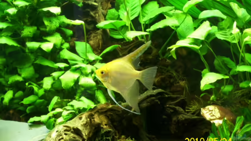 Aquarium Becken 15278 von Spunk (3)