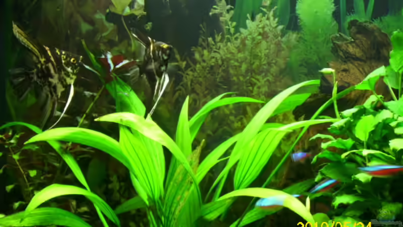 Aquarium Becken 15278 von Spunk (4)