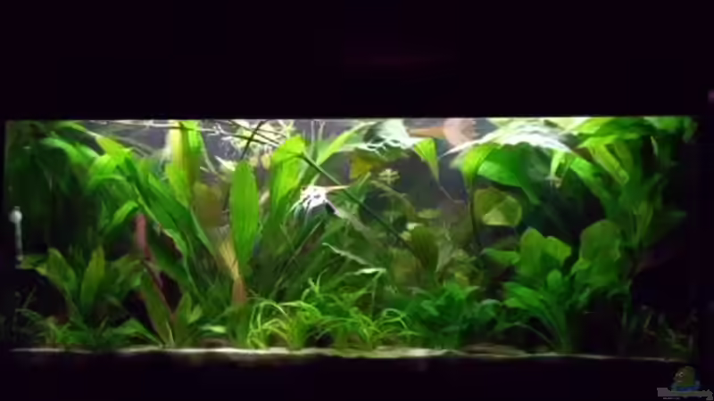 Aquarium Becken 15293 von rattenfreak (5)