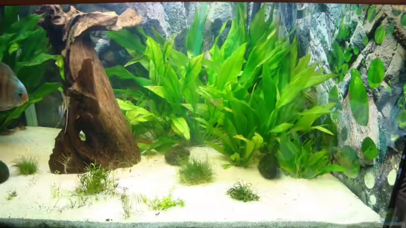 Aquarium Becken 15331 von Jens Gebers (2)