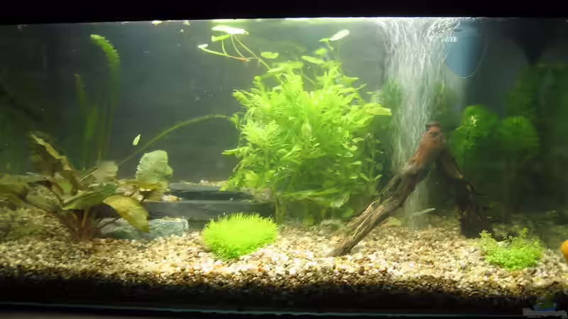 Aquarium Becken 15333 von gomtuu (3)