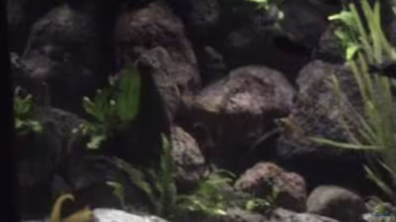 Aquarium Becken 1534 von Martin Grimm (3)