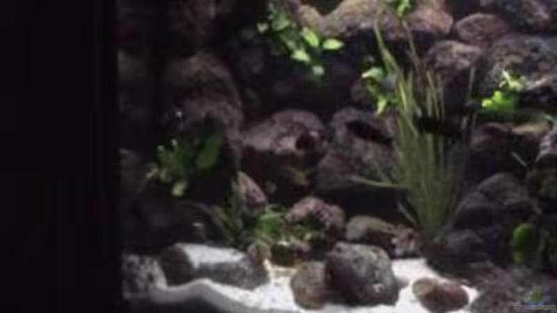 Aquarium Becken 1534 von Martin Grimm (4)