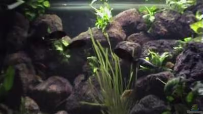 Aquarium Becken 1534 von Martin Grimm (6)