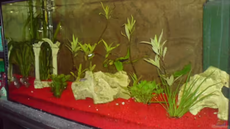 Aquarium Becken 15343 von Rudi09 (2)