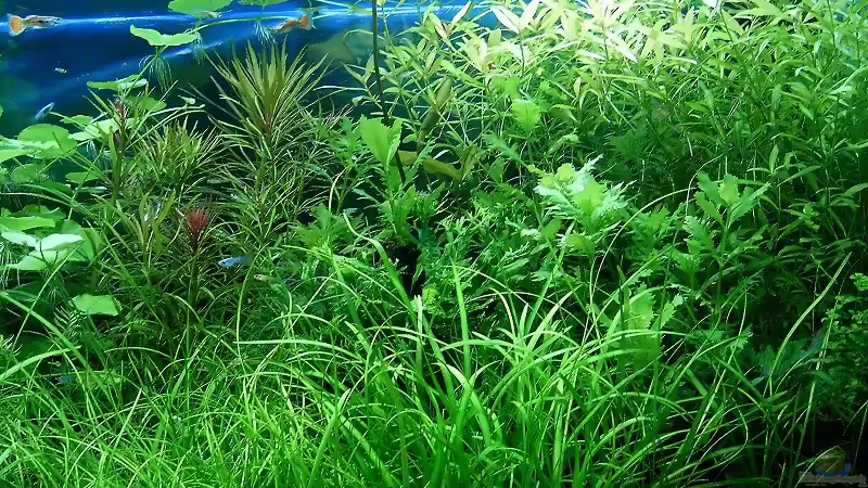 Aquarium Becken 15419 von zaffa (2)