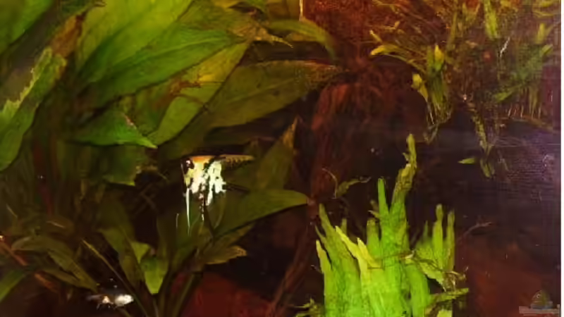 Aquarium Becken 15512 von Yogybär (2)