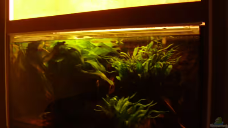 Aquarium Becken 15512 von Yogybär (5)