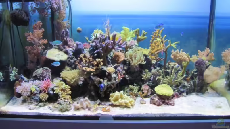 Aquarium Becken 15549 von water13 (2)