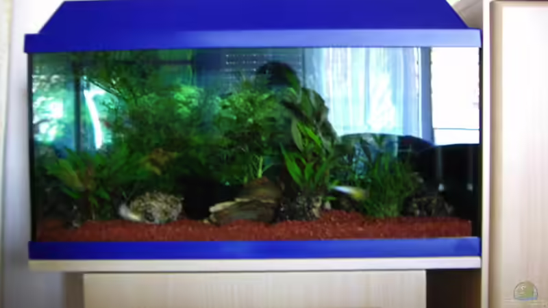 Aquarium Becken 1558 von Michael Heinrich (3)