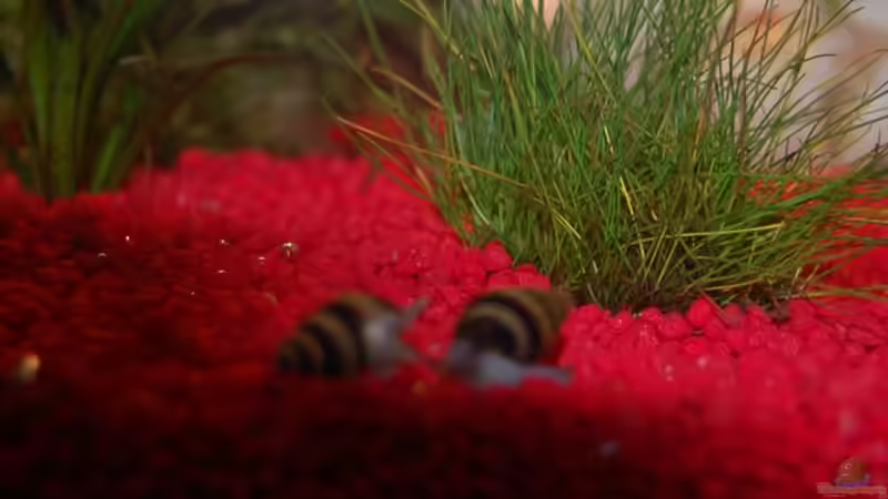 Aquarium Becken 15589 von Michael`s Edge (4)