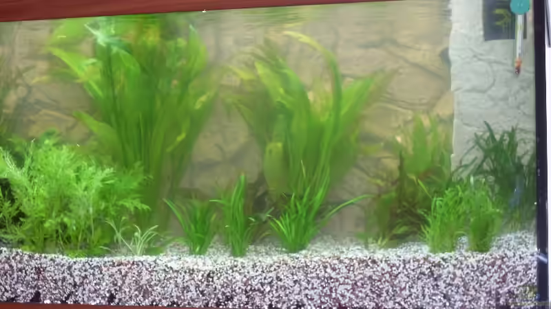 Aquarium Becken 15610 von der anfänger (2)