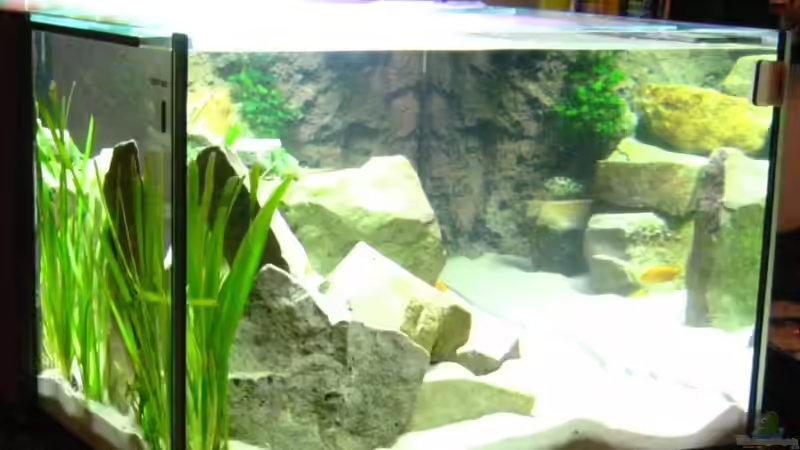 Aquarium Becken 15694 von Sebastian Kühne (4)