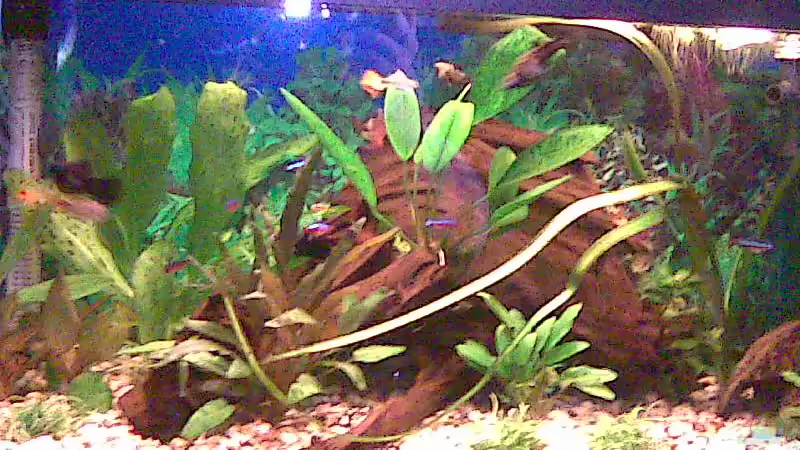 Aquarium Becken 15724 von 19maxi96 (2)