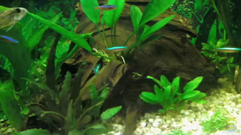 Aquarium Becken 15724 von 19maxi96 (3)