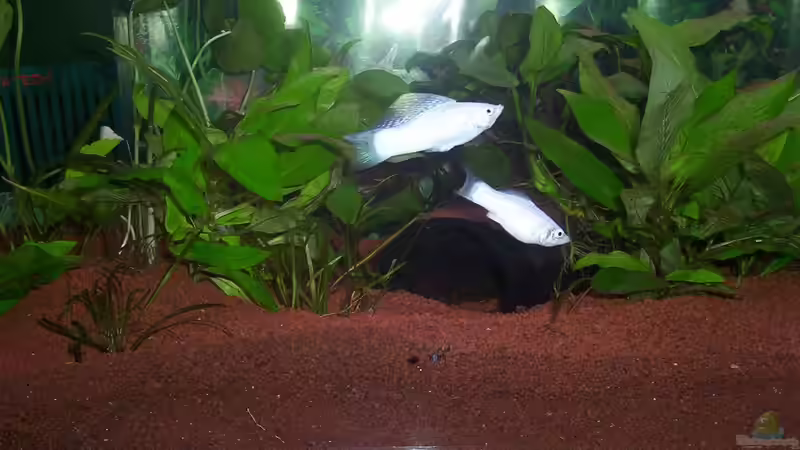 Aquarium Becken 15758 von Annett F. (2)