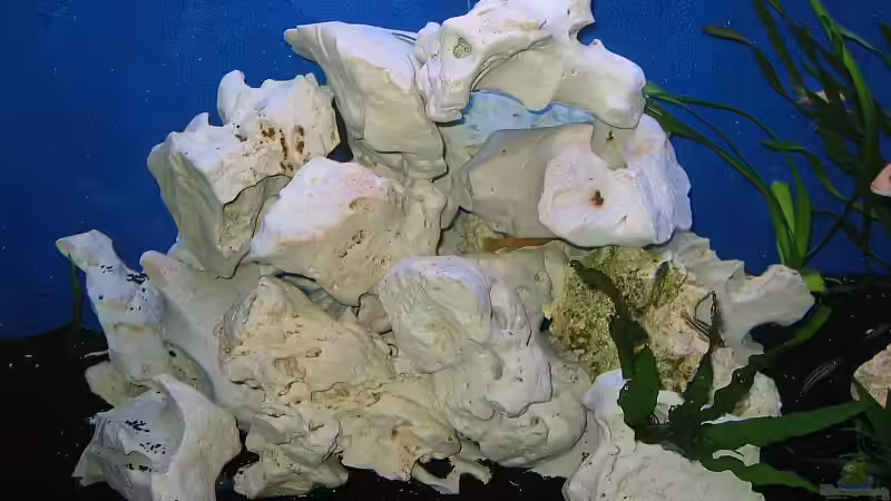 Aquarium Becken 1580 von Stefan Müller (3)