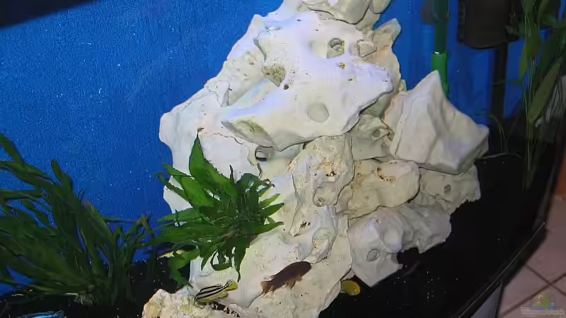 Aquarium Becken 1580 von Stefan Müller (4)