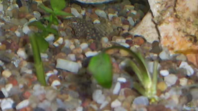 Aquarium Becken 15805 von Annett F. (2)