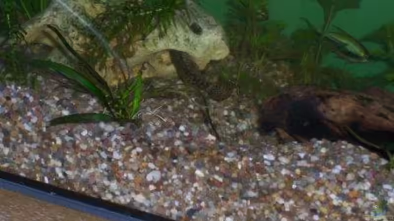 Aquarium Becken 15805 von Annett F. (3)