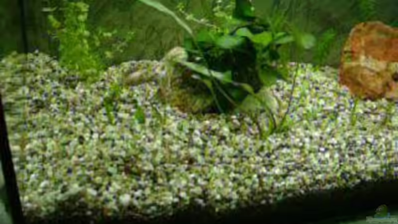 Aquarium Becken 15805 von Annett F. (4)