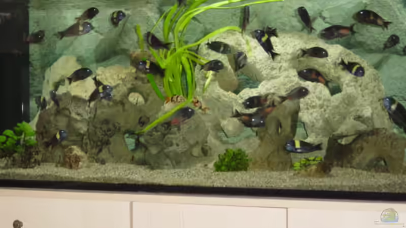 Aquarium Becken 1583 von Peter Estermann (2)