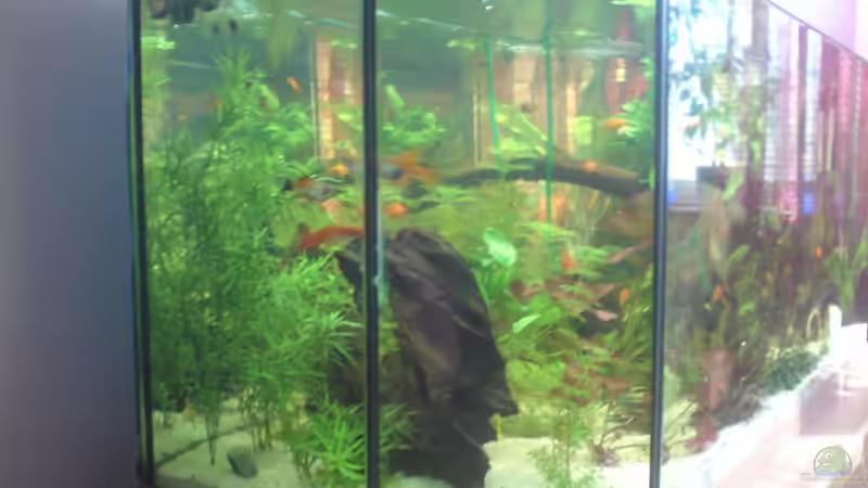 Aquarium Becken 15911 von Manuel Brandt (3)