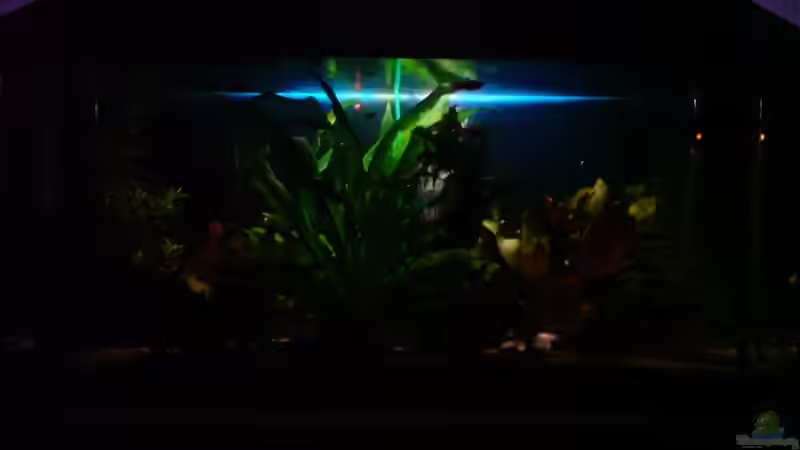 Aquarium Becken 15911 von Manuel Brandt (5)