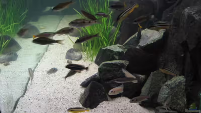 Aquarium Becken 1601 von Frank Muth (2)