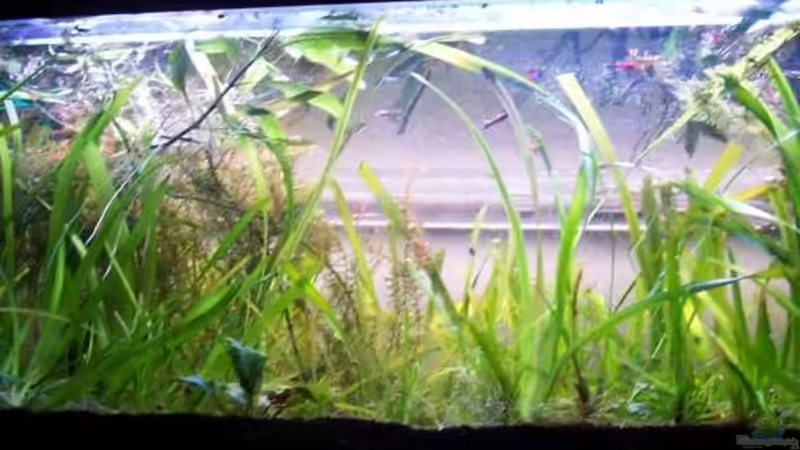 Aquarium Becken 1602 von my-fish (2)