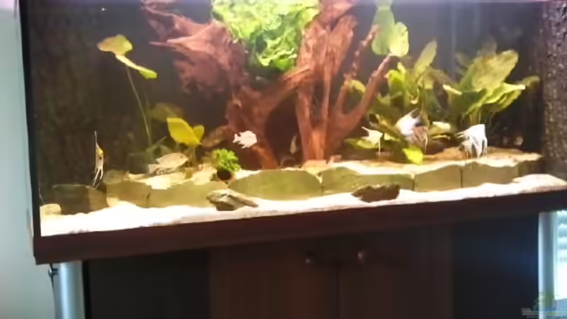 Aquarium Becken 16025 von Hoase (3)