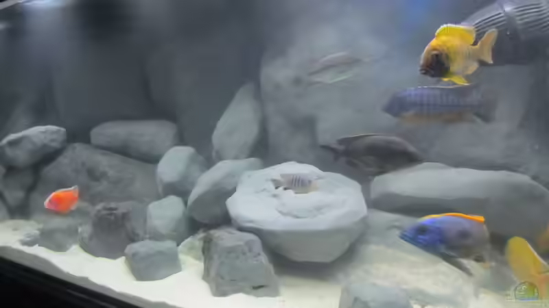 Aquarium Becken 16041 von hu.ch (5)