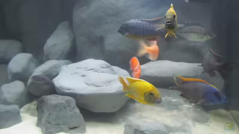 Aquarium Becken 16041 von hu.ch (6)