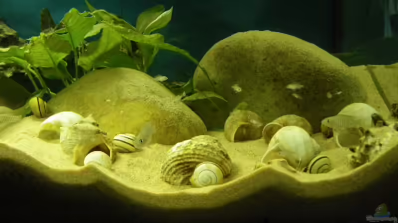 Aquarium Becken 16048 von Bazzi (11)