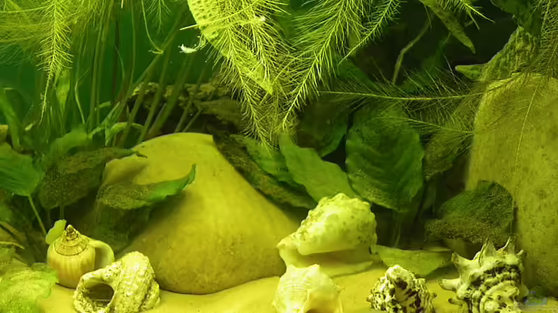 Aquarium Becken 16048 von Bazzi (4)