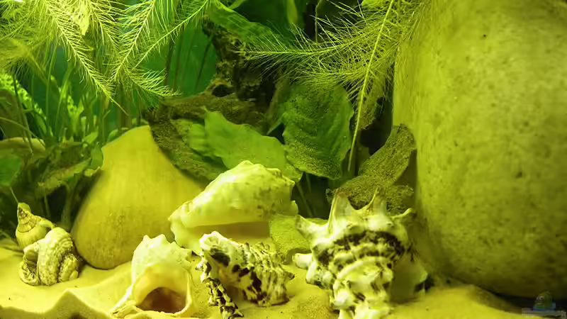 Aquarium Becken 16048 von Bazzi (5)