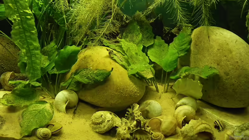 Aquarium Becken 16048 von Bazzi (7)