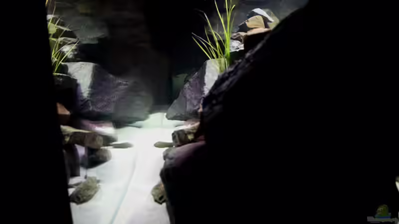 Aquarium Becken 16059 von MuBu (10)