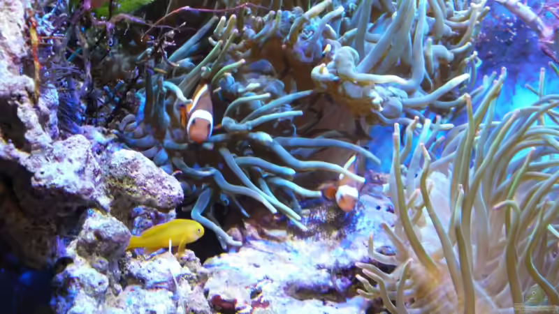 Aquarium Becken 16068 von Jens Kändler (10)