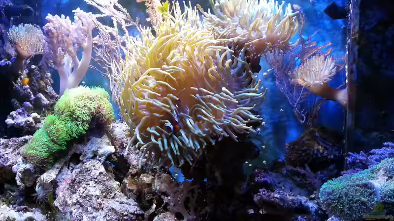 Aquarium Becken 16068 von Jens Kändler (2)