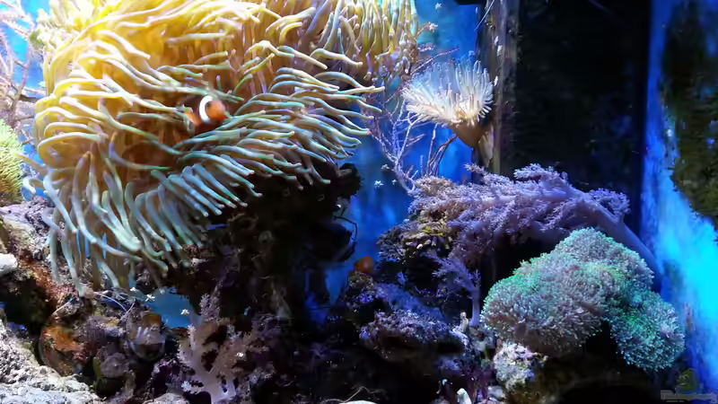 Aquarium Becken 16068 von Jens Kändler (3)