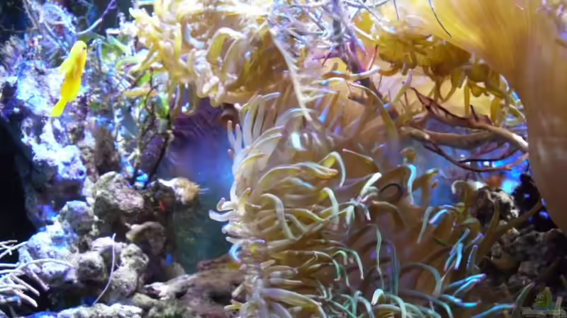 Aquarium Becken 16068 von Jens Kändler (9)