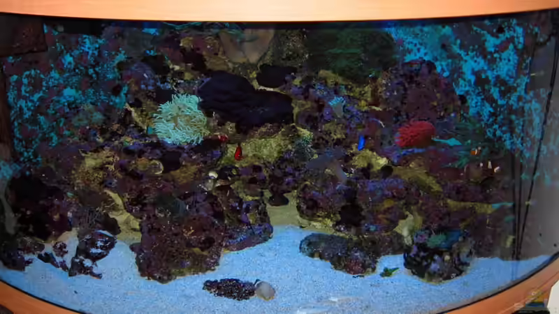 Aquarium Becken 16110 von Roland Kaltschitz (7)