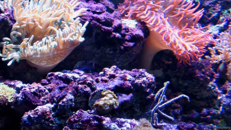 Aquarium Becken 16110 von Roland Kaltschitz (9)