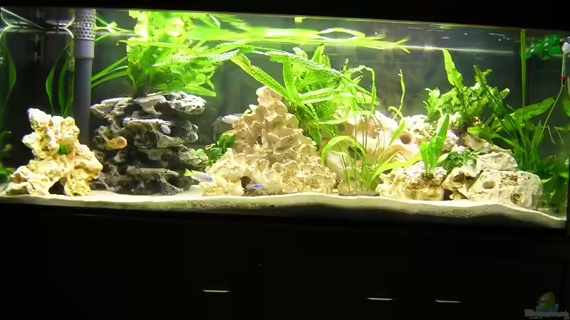 Aquarium Becken 1613 von Klaus und Claudia Salzmann (2)