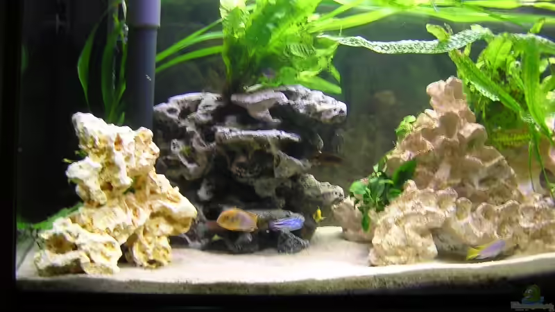 Aquarium Becken 1613 von Klaus und Claudia Salzmann (3)