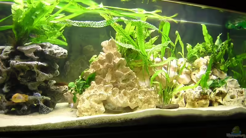 Aquarium Becken 1613 von Klaus und Claudia Salzmann (4)