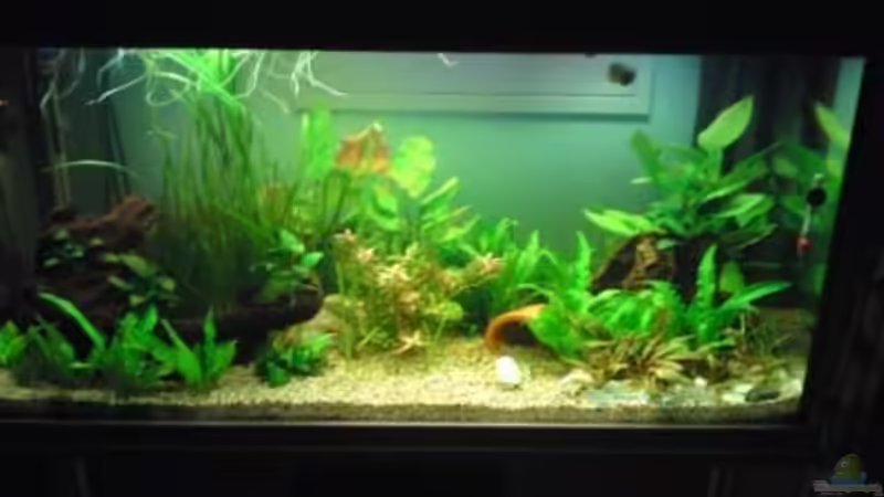 Aquarium Becken 16135 von Paul Kleinlein (2)