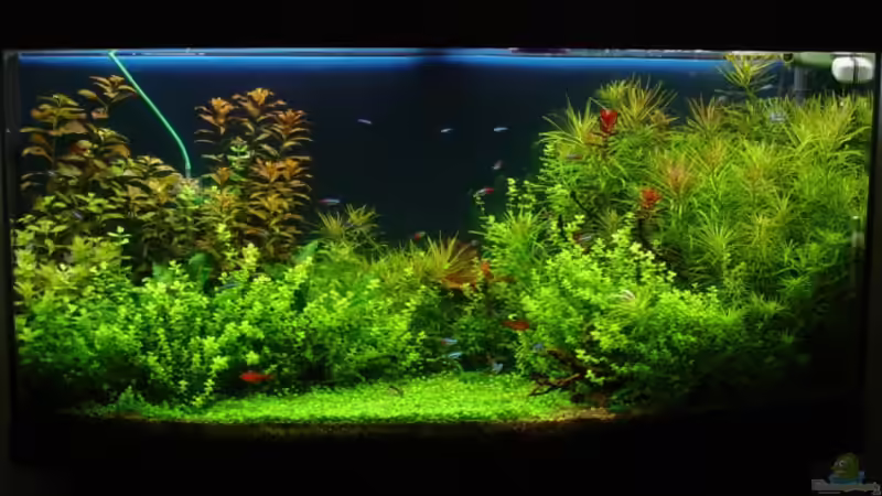 Aquarium Becken 1627 von Alexander Schilke (12)